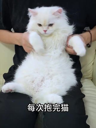 大号升级版静电除毛手套,双向刷毛除毛超轻松! #升级版除毛 #双向刷毛神器 #双向刷毛 #粘毛除毛神器 #刷猫毛利器