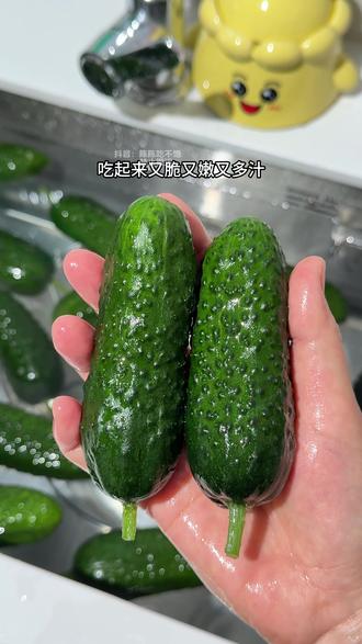 这是我去年今年就在一直吃的玛莎水果黄瓜,一口下去比普通水果黄瓜又脆又甜还多汁,黄瓜富含丰富的维生素和膳食纤维,不管是当水果还是代餐都很不错#黄瓜 #新鲜采摘