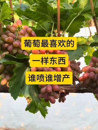 葡萄最喜欢的一样东西,谁喷谁增产#葡萄种植#助农优品#三农 #叶面肥