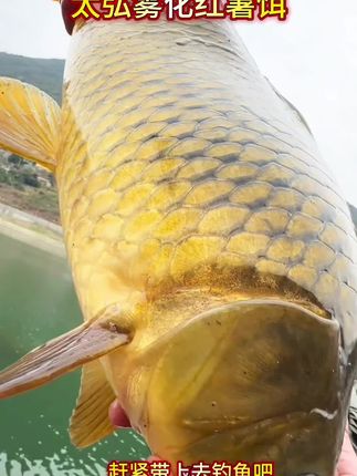钓大鲤鱼大草鱼的季节已经来临,千万不要错过这款太弘雾化红薯饵料#太弘烤红薯颗粒饵 #红薯饵料 #钓大鲤鱼 #钓大草鱼 #钓大青鱼
