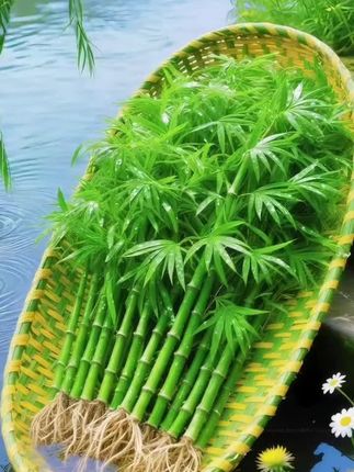 想给家居空间加一抹灵动绿意?试试竹柏水培盆栽呀!,火四季都保持青翠,往客厅、卧室、桌面一摆。清新自然氛围直接拉满~作为超有人气的室内绿植,它自带淡雅气息,给日常营造舒适感,用天然属性给居家环境添独特魅力,水培超省心!不用复杂养护,简单打理就能让绿意常伴~要是你想在家打造宁静自然小角落,选它准没错,静静给生活空间注入生机活力、#水培竹柏 #水培植物#竹柏