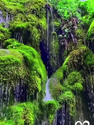 优选种子苔藓微景观孢子吸水石种植上水石盆景铺面青苔保湿水景草#苔藓种子#苔藓微景观#水草造景 #植物造景 #苔藓种植
