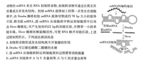 微小 RNA 的诞生:从初级转录物到功能分子的精密加工。#生物笔记 #学霸秘籍 #校园观察日记 #高考加油 #解题技巧