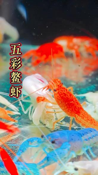 这个好看的彩色小龙虾是鱼缸清洁狂魔,死鱼死虾饲料残渣和藻类都给你吃的干干净净,关键是非常好养根本养不死,养家里很适合#养鱼日记 #观赏虾 #鱼缸里的大自然