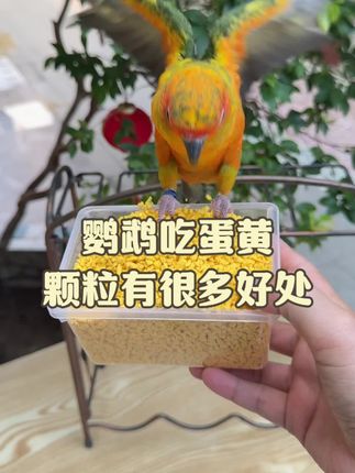 鹦鹉吃蛋黄颗粒有很多好处#萌宠好物 #鹦鹉日常 #鹦鹉 #鹦鹉小白 #手养鹦鹉