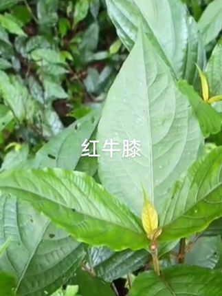 红牛膝#好东西一起分享给大家