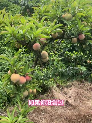 #我的乡村生活 #三农 #新鲜采摘 #应季水果 #李子熟了 嵊州桃形李你们有吃过吗