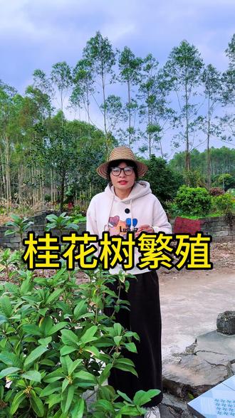 喜欢桂花树,不用买,剪根枝条就能扦插成活#养花小知识 #花卉绿植 #桂花扦插技巧 #盆栽