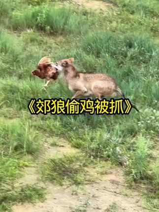 郊狼进村偷鸡被当场斩获#野生动物零距离