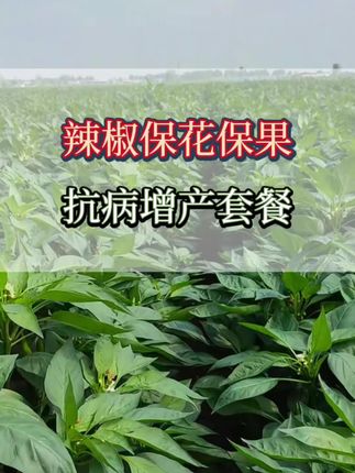 辣椒保花保果增产抗病配方#辣椒保花保果#辣椒高产#辣椒种植#三农#辣椒管理