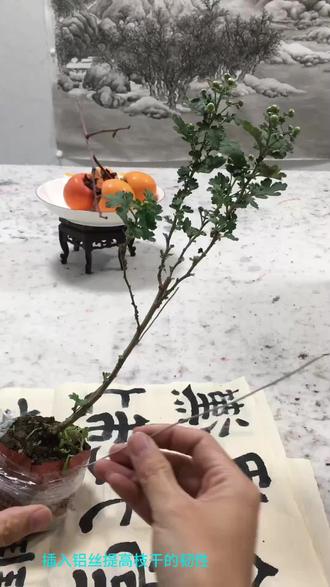 做一棵小菊,分享方法仅供参考