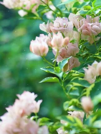 #三角梅 只长叶子不开花,你就给它喷这种水,它能促进花芽分化 #花卉绿植 T