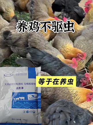 #养鸡人 #科学养鸡 #养鸡小妙招 #生态散养土鸡 #农村养鸡