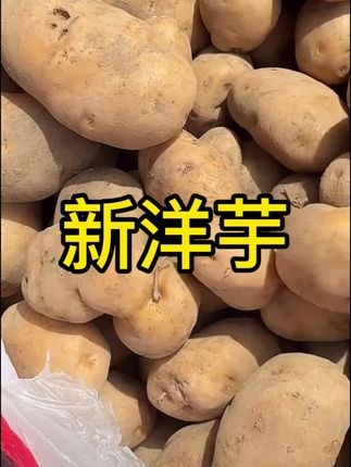 只要你是贵州人都知道贵州威宁的老品种洋芋,真的是又粉又面又香#吃过的都说好 #威宁洋芋 #黄皮黄心土豆 #老品种洋芋