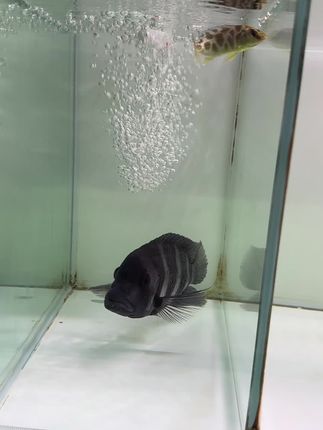 来啰喂,大罗非