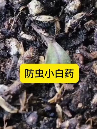 防虫小白药#灭虫小妙招 #养花小知识 #爱生活爱养花