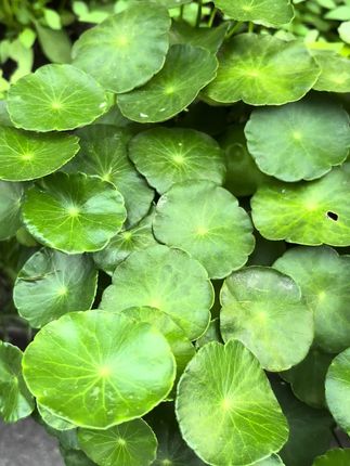 #绿植盆栽 #铜钱草 #花卉绿植养花 #一年四季常绿 #绿植