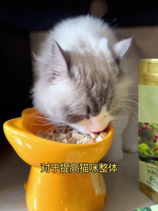 一口一个嘎嘣脆,宽幅的主食冻干真的太香了。营养丰富,好吃不贵#萌宠好物