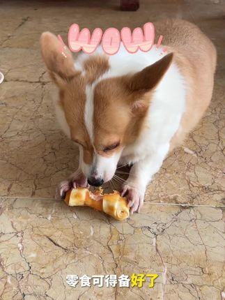 拆家狗变乖!鸡肉牛皮磨牙棒,啃一下午不碰沙发,必冲!#萌宠狗狗 #狗狗 #狗零食 #狗磨牙棒 #狗狗零食磨牙棒推荐