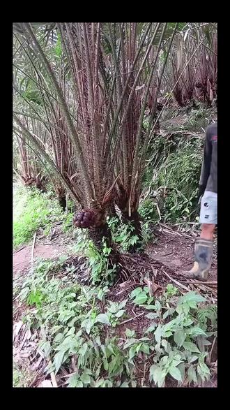 蛇皮果人工授粉全过程,剥除苞片露花蕊,坐果翻倍 #热点 #蛇皮果 #人工 #授粉 #果翻倍