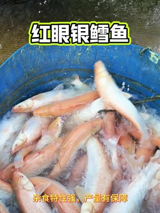 红眼银雪鱼最大能长1米多长,一年2-3斤,肉质更细嫩好吃 #鱼苗 #红眼银雪鱼 #鱼塘 #水产养殖 #钓鱼
