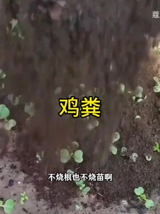 又到施施肥的季节了,鸡粪必备