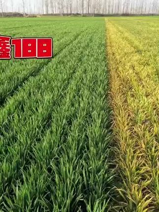 国鑫麦188#三农 #农业种植 #三农种植技术 #三农种植 #小麦