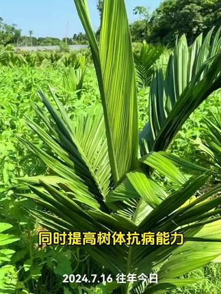 槟榔生根粉生根预防根腐#槟榔种植 #槟榔管理 #槟榔生根 #槟榔种植技术 #槟榔小苗