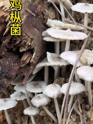 鸡枞菌菌包来啦!在家就能种,操作简单,喷水就行。看着菌子冒头、长大,新鲜采摘超满足,炒菜煮汤鲜掉眉。新手也能轻松种,鲜味随时享~