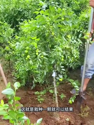 嫁接冬枣树苗终于来了,超甜美味,脆爽可口,甜在心头,无论南方北方,花盆小院都能栽种,轻松享受丰收的喜悦#果树种植 #冬枣苗 #果树苗 #抖音助农 #家庭种植