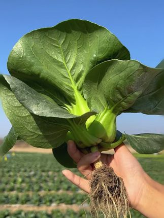 耐热又耐寒的双抗苏州青,口感鲜嫩爽口7到9月播种#苏州青#在家种菜#阳台小院均可种植#种子