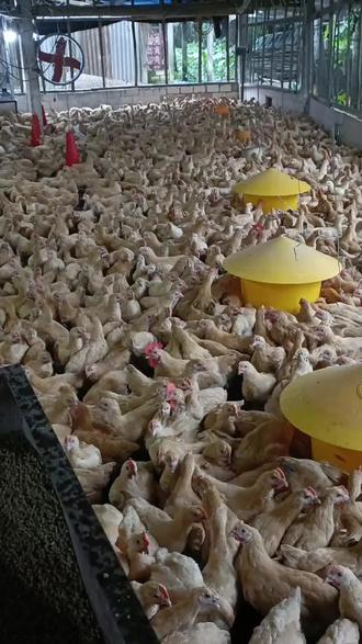 大蒜、白糖、食盐喂鸡好处多多#农村散养土鸡 #养鸡小妙招 #科学养鸡 #养鸡技术 #鸡病防治