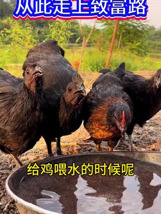 水中加一物,从此走上致富路。#养鸡 #科学养鸡 #农村散养土鸡 #养鸡人