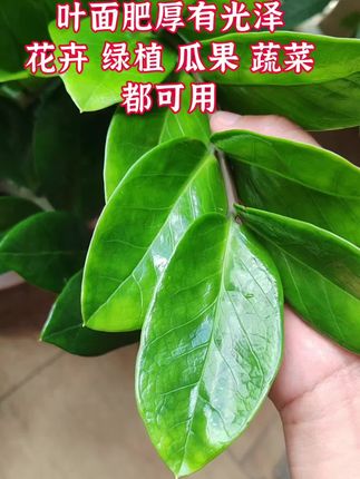 叶面肥厚有光泽的方法#养花小技巧 #养花小妙招 #养花知识 #花卉养护 #治愈系植物