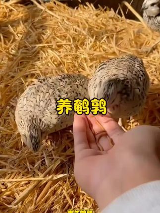青年鹌鹑活苗天天下蛋繁殖活物家养小鸡鹌鹑苗阳台可养宠物鹌鹑鸡 #好物分享 #热卖#好东西