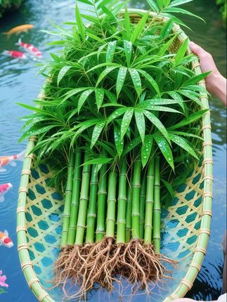 燥热弥漫室内每一寸空间,想要在家中寻得一方清凉天地💦!这盆水培竹柏,轻松把“森林氧吧”搬回家,清爽惬意。恰似山间流淌的清泉,为家中带来清新与静谧🌿。, ✨无需繁杂的土培过程,注入瓶中以清水滋养,它便焕发勃勃生机,枝叶繁茂,摆在室内,默默守护着清新自然的氛围环境。#水培竹柏 #室内绿植 #净化空气 #水培植物 #四季常绿