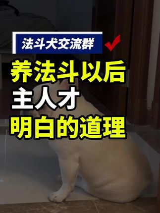 只有法斗主人才懂的那些事 #法斗交流群 #上海法斗交流 #北京法斗交流 #深圳法斗交流 #广州法斗交流