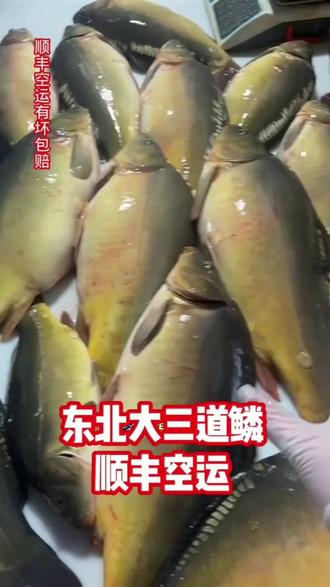 东北冷水鱼三道鳞肉质肥美,那是真好吃呀#三道鳞 #冷水鱼 #东北冷水鱼 #鱼