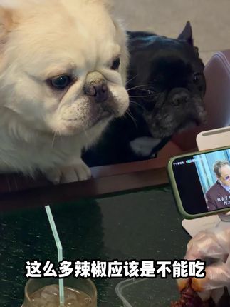 等待着一块,还得练 #长毛等待犬#长毛法斗阿祖#阿祖宇宙 更多阿祖日常@大坤法斗(祖妈)