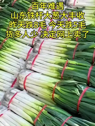 正宗山东铁杆大葱,高白脆甜不辛苦! #大葱 #铁杆大葱 #超便宜超划算 #优质农产品