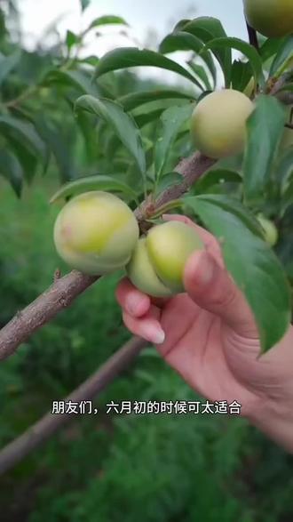 #真实生活分享计划 #蜂糖李 待到六月初,可沉浸式体验蜂糖李采摘的乐趣,亲手摘下枝头饱满多汁的鲜果,一口清甜,解锁夏日专属的甜蜜美好。#自家果园 #流量扶持 #快来一起尝个鲜