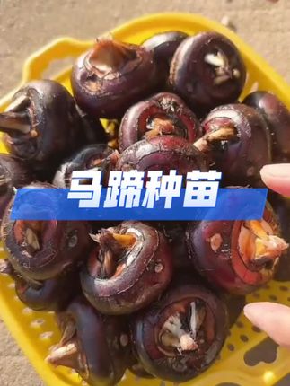 广西马蹄苗,你种过没 #马蹄 苗