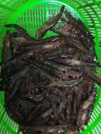 都是新鲜捕捞极速发货的,确保了大虾的新鲜口感,肉质紧实,自带咸甜味#清蒸虾#油焖大虾#嘎嘎鲜美