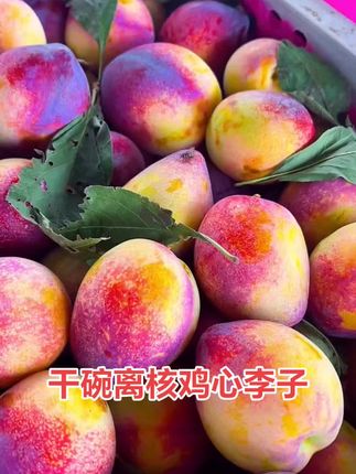 #鸡心李子