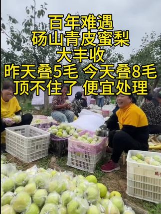 #砀山梨 #皇冠梨 #现摘现发新鲜到家#脆甜多汁