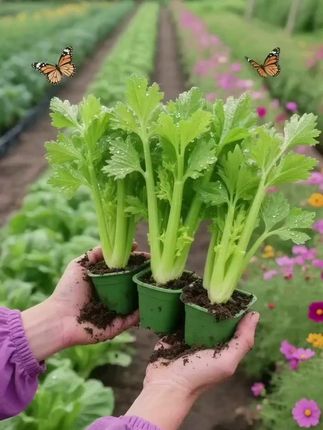 皇后大西芹苗 #皇后西芹苗 #芹菜苗 #西芹苗 #阳台种植 #种菜