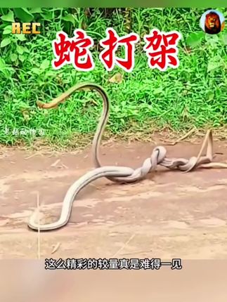 蛇打架! #纪录片