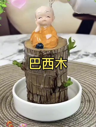 #巴西木幸运木 ,一年四季常绿,放在卧室里面,#净化空气,非常适合在家里养#适合室内的盆栽植物推荐 #绿植品质优选 #巴西木幸运木绿植盆栽