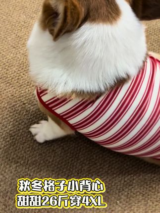 好穿 #萌宠 #我和我的狗 #毛孩子日常 #我家的毛孩子 #狗狗可以治愈一切