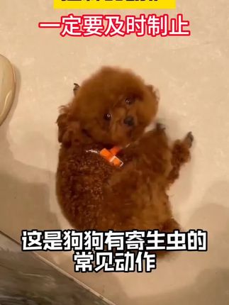 家有毛孩子要驱虫的,这款非泼罗尼不要错过哦#宠物驱虫 #萌宠好物 #科学养宠 #哈尼艾芙 #非泼罗尼滴剂